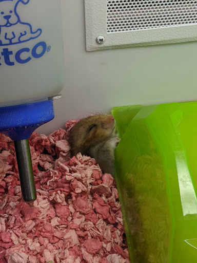 Petco image