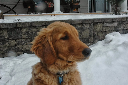 Adirondack Pet Lodge