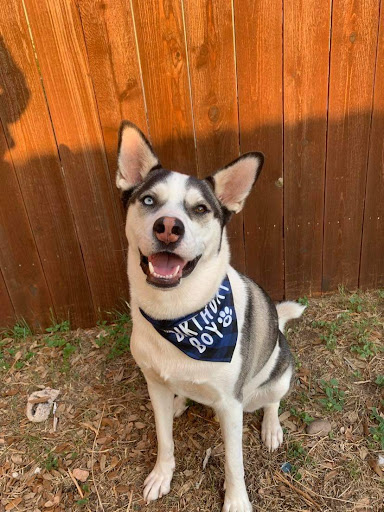 Pet Store «Mouthfuls Pet Supply Store», reviews and photos, 4224 Tennyson St, Denver, CO 80212, USA