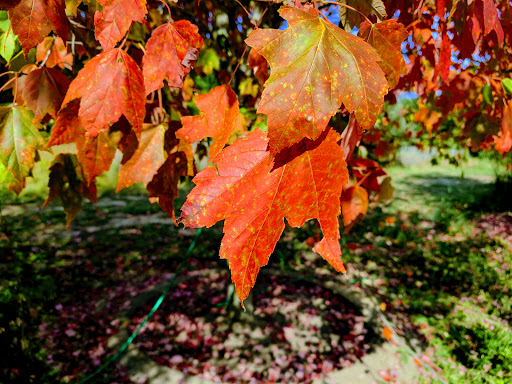 Natural History Museum «South Fork Natural History Museum & Nature Center», reviews and photos, 377 Bridgehampton-Sag Harbor Turnpike, Bridgehampton, NY 11932, USA