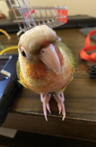 Pet Store «Fins Feathers Paws Claws», reviews and photos, 201 Station Rd, Quakertown, PA 18951, USA