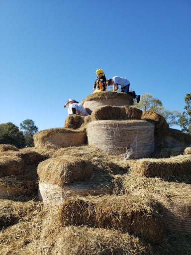 Farm «Warbington Farms (U-Pick Strawberries)», reviews and photos, 5555 Crow Rd, Cumming, GA 30041, USA