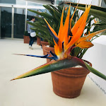 Photo n°24 de l'avis de Iryna.o fait le 27/05/2019 à 20:01 sur le  The Pelican Beach Resort & Spa - Adults Only à Pittulongu