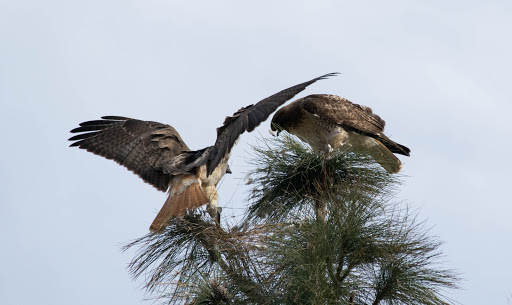 Park «Lookout Mountain Preserve», reviews and photos, 15800 N 16th St, Phoenix, AZ 85022, USA