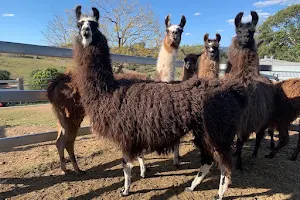 The Llama Farm image
