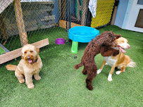 Domestic Pet Care - Photo 8 - Car repair in Millersville, MD, Baltimore