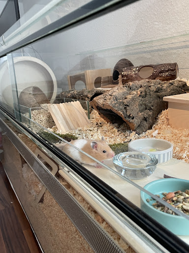 Hamsterzucht Ziesmer unter Hagen, 