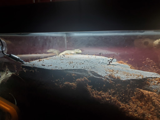 Pet Store «Super Pets», reviews and photos, 1807 E Chapman Ave, Orange, CA 92867, USA