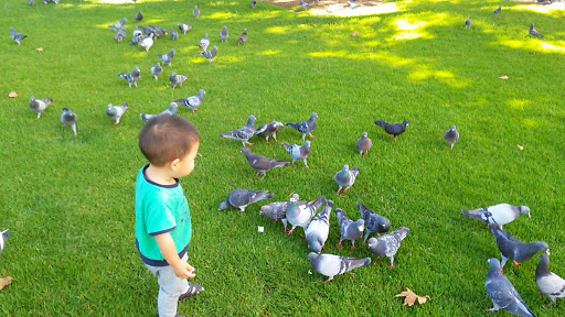 Park «Don Knabe Community Regional Park», reviews and photos, 19700 Bloomfield Ave, Cerritos, CA 90703, USA