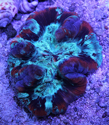 Tropical Fish Store «Premier Aquatics», reviews and photos, 1801 Roswell Rd, Marietta, GA 30062, USA