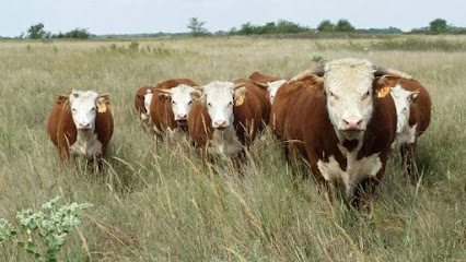 Deewall Family Herefords