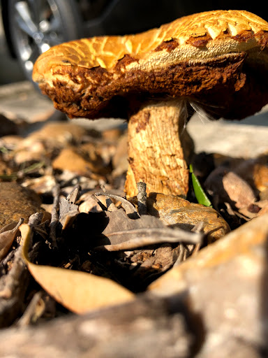 Used Car Dealer «Gunn Nissan», reviews and photos, 750 NE Interstate 410 Loop, San Antonio, TX 78209, USA