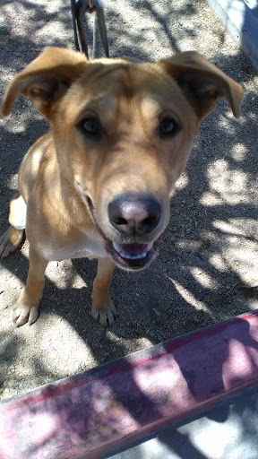 Pet Supply Store «PetSmart», reviews and photos, 3260 Stockton Hill Rd, Kingman, AZ 86409, USA