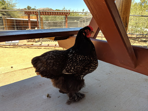 Zoo «Heritage Park Zoological Sanctuary», reviews and photos, 1403 Heritage Park Rd, Prescott, AZ 86301, USA