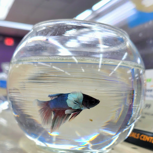Pet Supply Store «Pet Supermarket, Inc.», reviews and photos, 380 E Michigan St, Orlando, FL 32806, USA