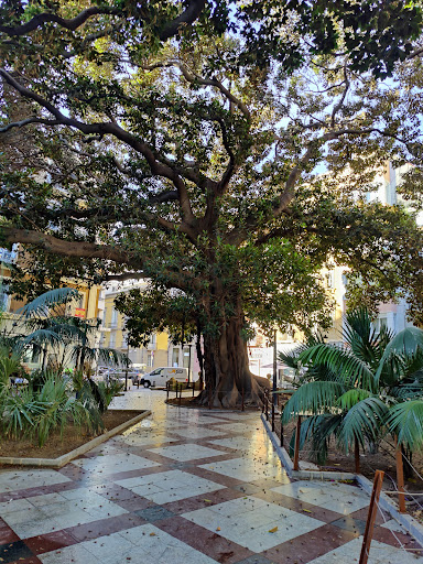 Higuera de Bahía Moreton (Ficus macrophylla)