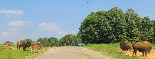 Nature Preserve «Elk and Bison Prairie», reviews and photos, Elk & Bison Prairie Rd, Golden Pond, KY 42211, USA
