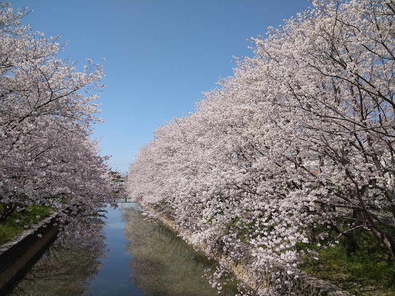堂面川沿い桜並木