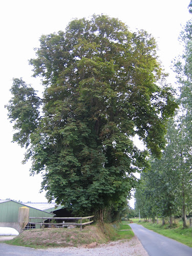Marronnier d'Inde - Le grand arbre à Picauville
