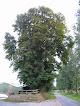 Marronnier d'Inde - Le grand arbre Picauville
