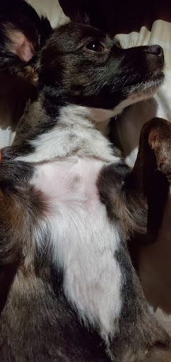 Pet Supply Store «PetSmart», reviews and photos, 1321 W Craig Rd, North Las Vegas, NV 89032, USA