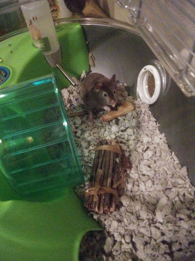 Pet Supply Store «Pet Supermarket», reviews and photos, 1746 E Silver Springs Blvd, Ocala, FL 34470, USA