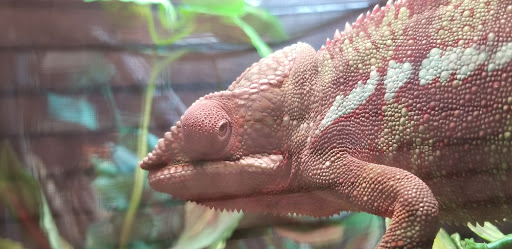 Pet Store «A Family Pet Center», reviews and photos, 6230 N Lockwood Ridge Rd, Sarasota, FL 34243, USA