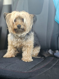 Paradise Pet Salon - Photo 6 - Car repair in Santa Cruz, CA, Santa Cruz