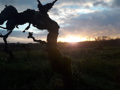 Domaine Cinq Peyres à Cahuzac-sur-Vère