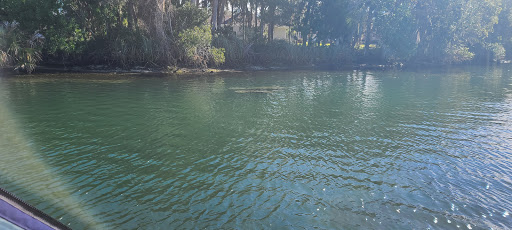 Tourist Attraction «Fun 2 Dive - Swim with Manatees», reviews and photos, 135 NE 3rd St, Crystal River, FL 34429, USA