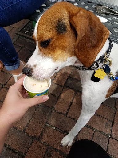 Pet Supply Store «The Dog Park», reviews and photos, 705 King St, Alexandria, VA 22314, USA