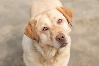 Wiggle Butts Pet Photography - Photo 3 - Car repair in , Wilmington