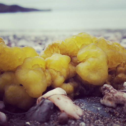 Gift Shop «Two Harbors General Store», reviews and photos, 1 Banning House Rd, Avalon, CA 90704, USA