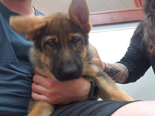 Pet Store «Petland Topeka», reviews and photos, 1801 SW Wanamaker Rd, Topeka, KS 66614, USA