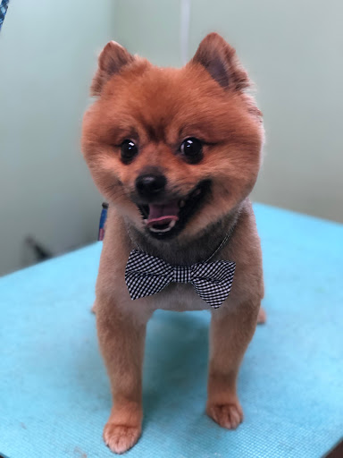 Pet Groomer «Doggie Style Bowtique», reviews and photos, 1713 Westport Rd, Kansas City, MO 64111, USA