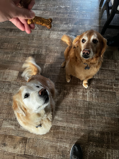 4 Paws Spa and Training Center