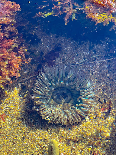 National Park «Point Loma Tide Pools», reviews and photos, 1800 Cabrillo Memorial Drive, San Diego, CA 92106, USA