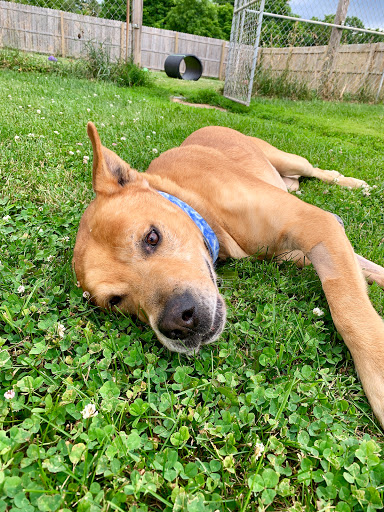 Humane Society of Yates County-Shelter of Hope