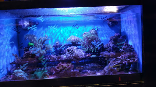 Pet Supply Store «Sea Level Aquarium», reviews and photos, 28 US-46, Pine Brook, NJ 07058, USA