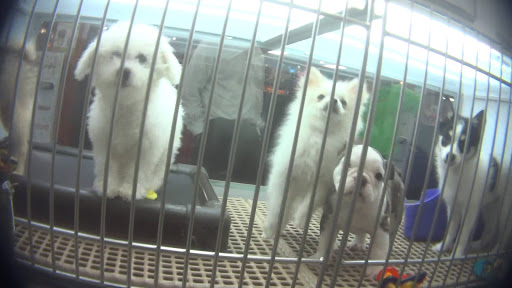 Pet Store «Petland», reviews and photos, 5470 Dixie Hwy, Fairfield, OH 45014, USA