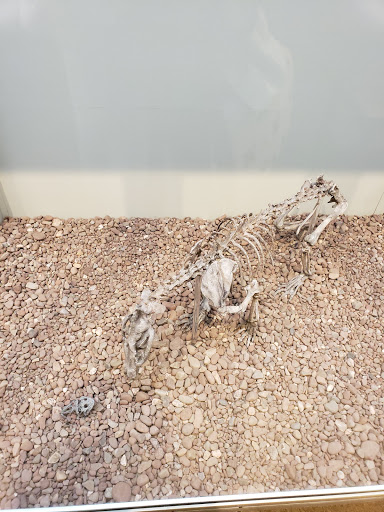 Natural History Museum «Yale Peabody Museum of Natural History», reviews and photos, 170 Whitney Ave, New Haven, CT 06511, USA