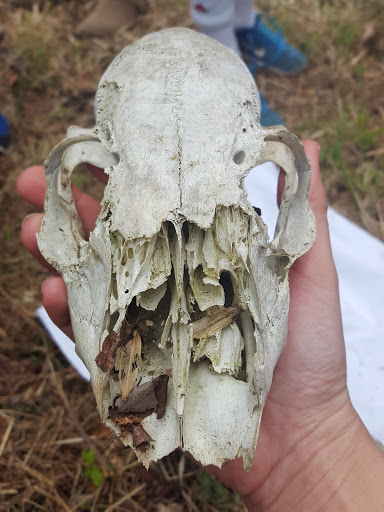 Park «Cromwell Valley Park», reviews and photos, 2002 Cromwell Bridge Rd, Parkville, MD 21234, USA