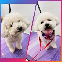 Pilar's Pet Services - Car repair in Lehigh Acres, FL, Lehigh Acres - Rated 5.0/5