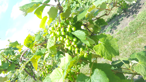 Winery «Chateau de Pique Winery», reviews and photos, 6361 N County Rd 760 E, Seymour, IN 47274, USA