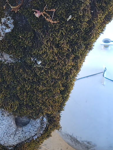 Observatory «Lick Observatory», reviews and photos, 7281 Mt Hamilton Rd, Mt Hamilton, CA 95140, USA