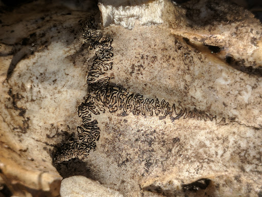 Nature Preserve «Gator Creek Reserve», reviews and photos, 9725 US Hwy 98 N, Lakeland, FL 33809, USA