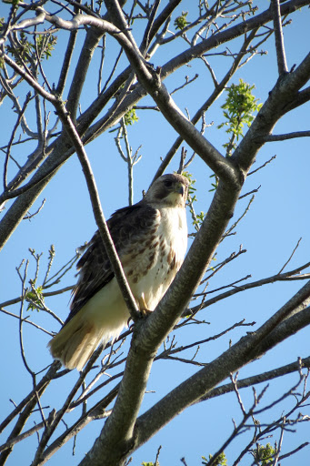 Nature Preserve «Norman Bird Sanctuary», reviews and photos, 583 3rd Beach Rd, Middletown, RI 02842, USA