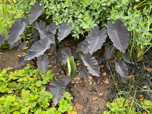 Park «Wilburton Hill Park», reviews and photos, 12400 Main St, Bellevue, WA 98005, USA