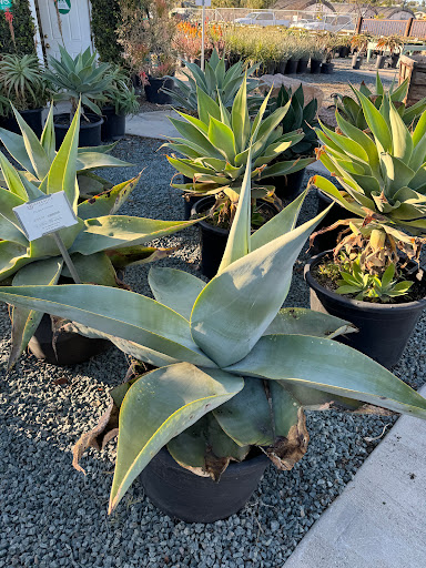 Terra Bella Nursery, Inc. image