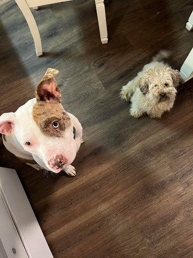 Pet Supply Store «Petco Animal Supplies», reviews and photos, 1209 New Brunswick Ave, Phillipsburg, NJ 08865, USA